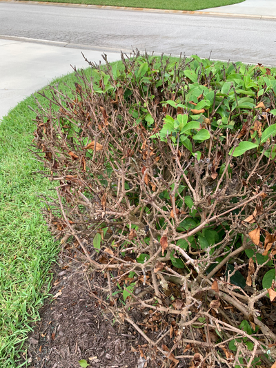 Sebastian, Fl Shrub Fungus Control | Healthy Plants | Halo's Pest Arrest