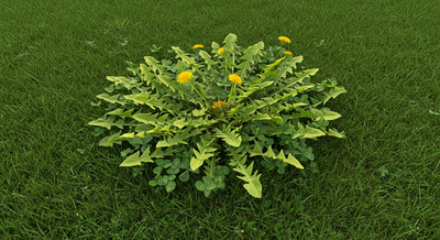 Weed Control Sebastian FL | Halo's Pest Arrest Inc.